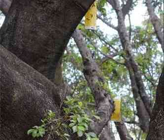 Novas folhas indicam resposta dos espcimes s medidas adotadas(foto: Beto Magalhes/EM/D.A Press)