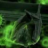 Coronavírus: novo teste detecta infecção em diferentes espécies animais