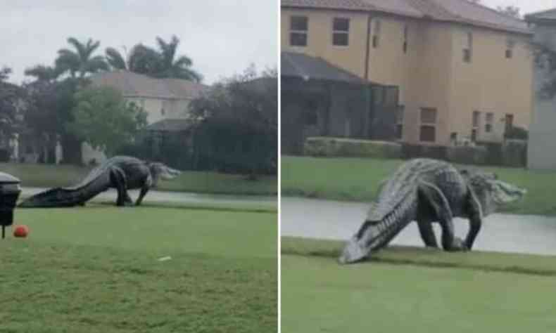 Jacaré gigante é flagrado na Flórida, EUA