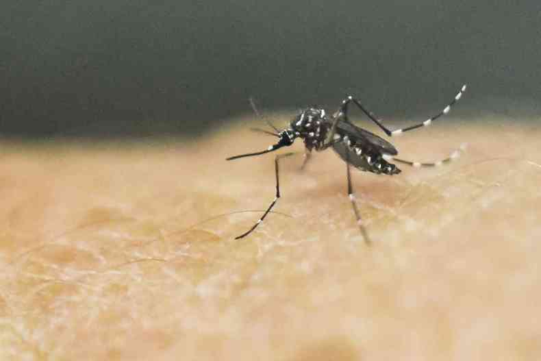  Aedes aegypti, nome do mosquito transmissor da dengue,