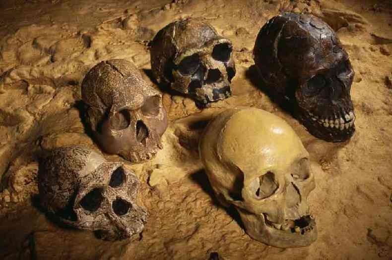 Os crebros dos humanos modernos (no topo e na parte inferior  direita) so maiores do que os dos membros mais antigos da famlia humana. O domnio do fogo teria ajudado a aumentar o tamanho do nosso crebro?(foto: Science Photo Library)