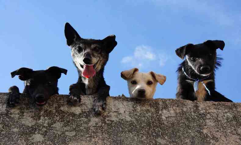 Cachorros em muro