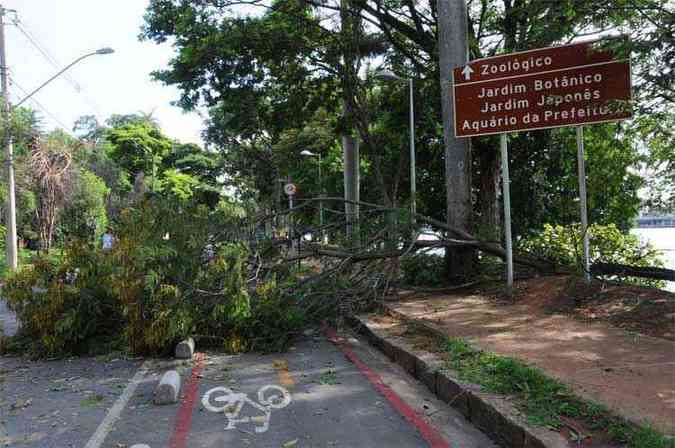 rvore, que caiu durante temporal, interrompeu o trfego ontem na Avenida Otaclio Negro de Lima (foto: Paulo Filgueiras/EM/D.A Press. )