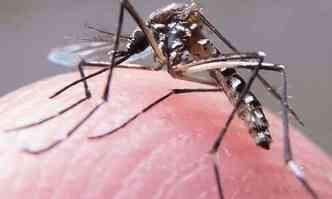 O mosquito Aedes aegypti  o vetor da dengue e perodo chuvoso contribui para sua procriao(foto: Rafael Neddermeyer/Fotos Pblicas)