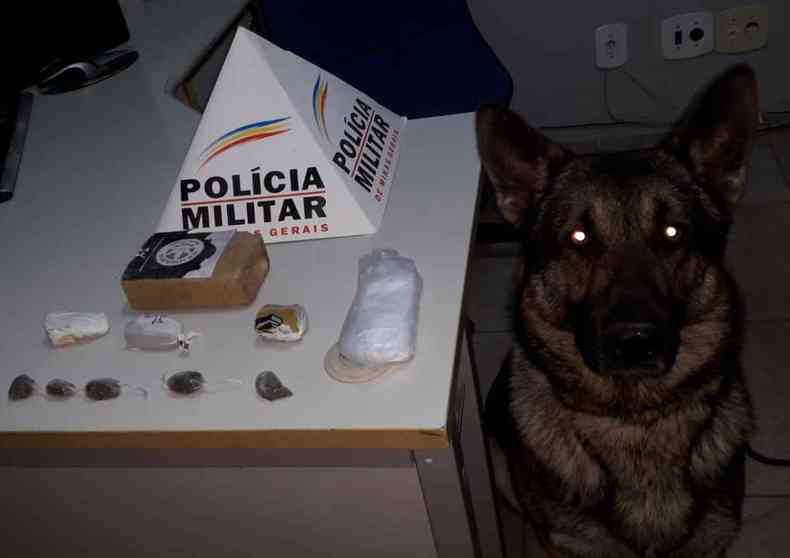 Co Aquiles ajudou a farejar as drogas no Sul de Minas(foto: PM/Divulgao)