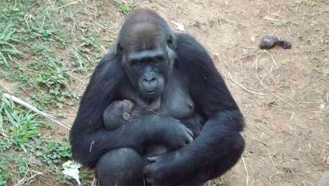 A gorila Lou Lou deu  luz a um filhote nesta semana no zoolgico de Belo Horizonte e o beb j  o xod da cidade(foto: Suziane Fonseca/Fundacao Zoo-Botanica de BH)