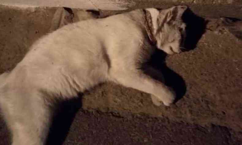 Gato morreu envenenado em Ouro Fino(foto: Alquimia/Divulgao)