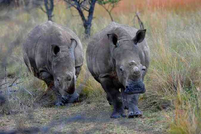 Rinocerontes se tornaram alvo de caadores pelo valor de sues chifres no mercado asitico (foto: ALEXANDER JOE / AFP)