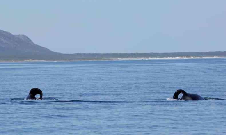 Imagem das baleias orcas no mar