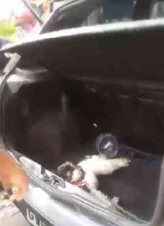 Quando carro foi aberto, animal estava desidratado(foto: Reproduo/Facebook)