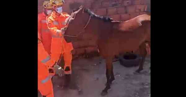 Bombeiros Salvam Cavalo Que Caiu Da Laje De Uma Residencia Em Vespasiano Gerais Estado De Minas