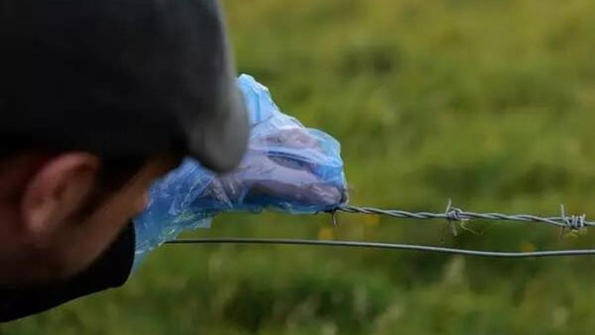 DNA test reveals giant cats live in UK – International DNA test reveals giant cats live in UK – International