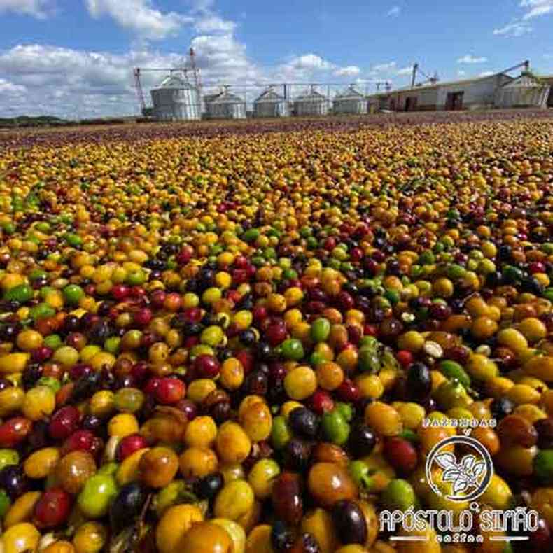 Carro-chefe do agronegcio e das exportaes do estado, caf se favoreceu da demanda e dos bons preos no mercado internacional(foto: Fazendas Apstolo Simo/Divulgao )