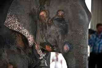 Elefante que se feriu no asfalto(foto: STRDEL / AFP)
