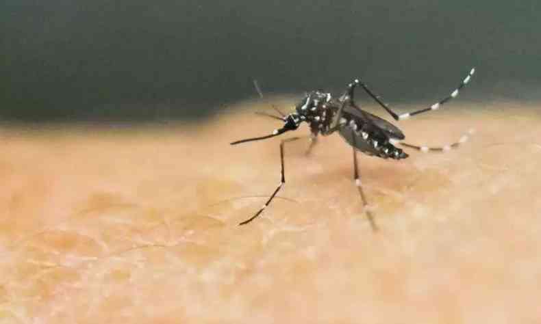 Mosquito Aedes aegypti  responsvel por transmitir a dengue
