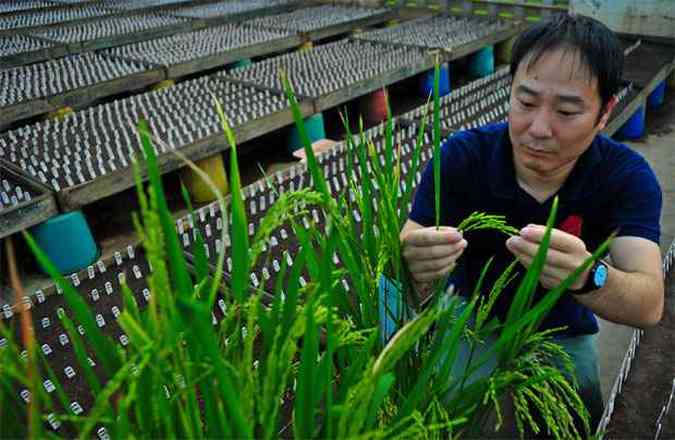 Tsutomu Ishimaru inspeciona arroz com gene Spike no Instituto Internacional de Pesquisa do Arroz, em Manila.(foto: AFP PHOTO / IRRI )