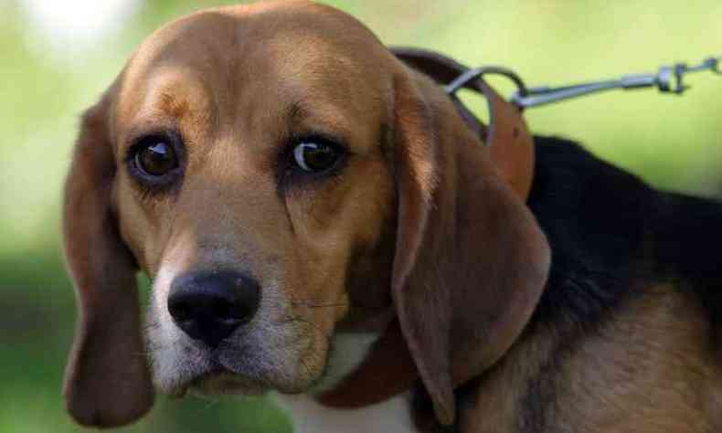 A questo dos testes com animais ganhou repercusso em 2013 com a libertao de beagles no Instituto Royal, em SP(foto: Epitcio Pessoa/ESTADAO CONTEUDO)