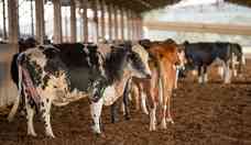 Vaca Louca: Brasil suspende exportaes de carne bovina  China