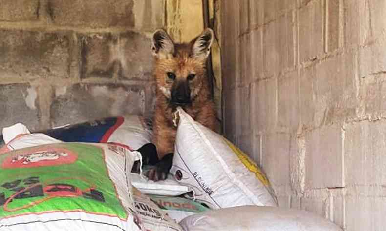 Imagem da loba em depsito de uma empresa