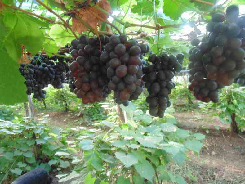 Uva produzida no cerrado mineiro, que tem o chamado terroir, garante a fabricao de vinhos de boa qualidade(foto: Luiz Ribeiro/EM/D.A Press)