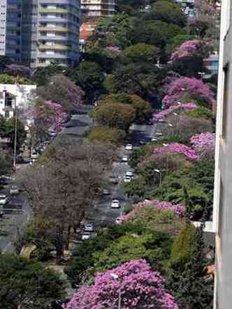 Ips rosas do colorido especial em meio ao concreto e movimento de carros na Avenida Afonso Pena(foto: Leandro Couri/EM/D.A Press)