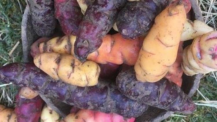 Tub�rculos em cesto