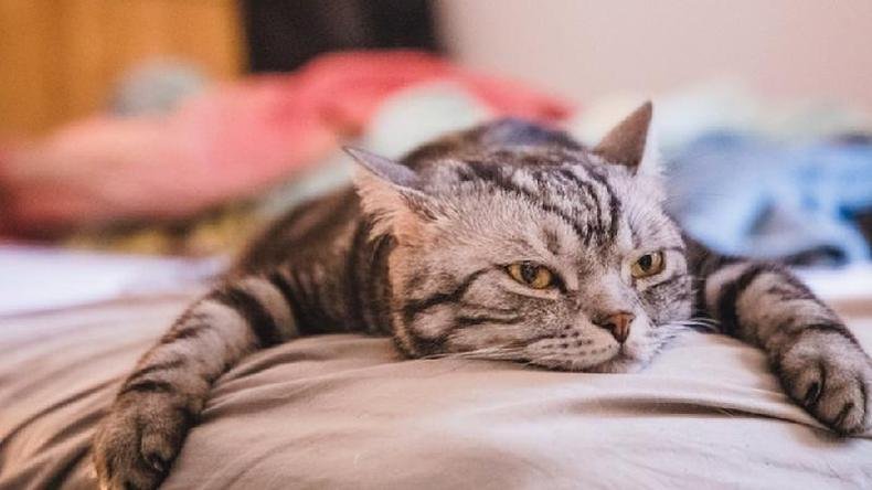 O tédio pode levar alguns a preferir sentir desconforto físico, como mostrou um estudo recente(foto: Getty Images) Imagem de gato com feição de aborrecimento