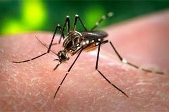 Mosquito est deixando muita gente com medo(foto: Reproduo internet / www.combateadengue.com.br )