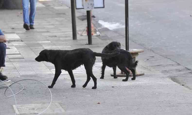 Cachorros na rua em BH