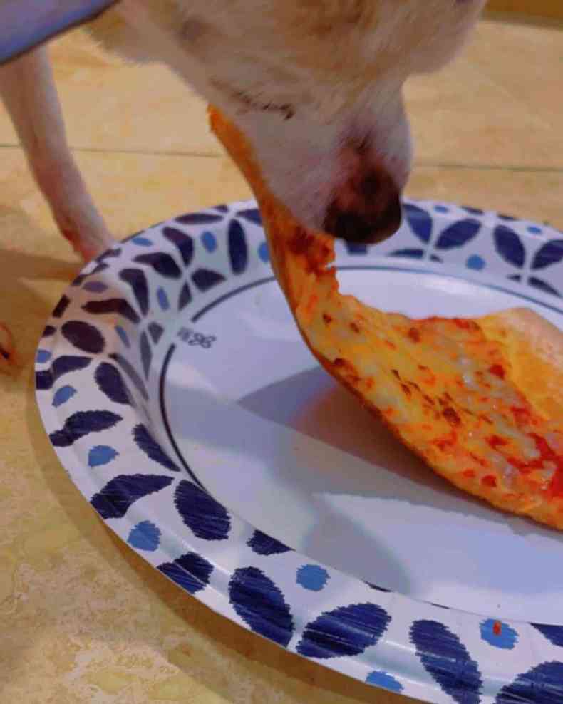 Cadela Pebbles comendo um pedao de pizza 