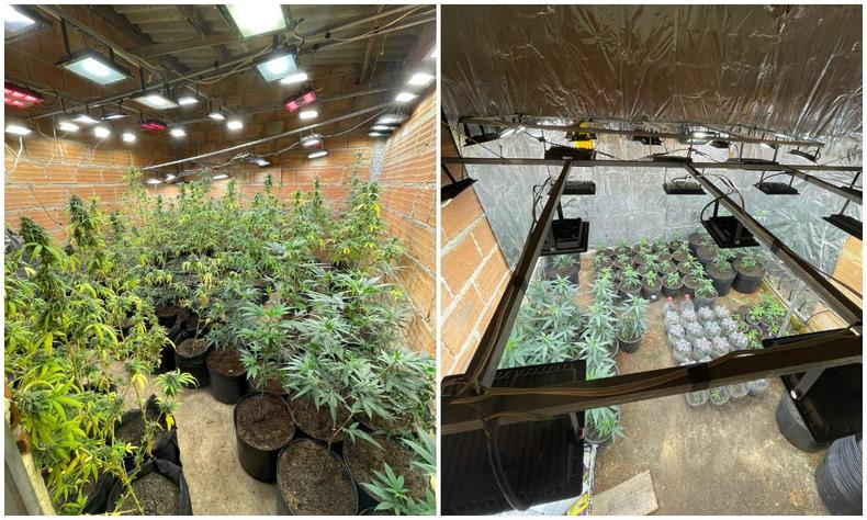 Militares encontraram os entorpecentes plantados em vasos plsticos 