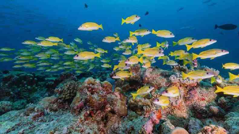 Larvas de peixes se orientam a partir dos sons emitidos pelos corais quando buscam um local para se fixar(foto: RICHARD BROOKS/SCIENCE PHOTO LIBRARY)
