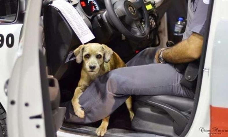 Quando algu�m tenta tirar o c�ozinho da viatura, ele rosna para a pessoa e n�o sai de jeito nenhum(foto: Reprodu��o/Facebook/Cesar Moreira)