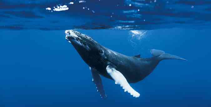  Em reconhecimento  importncia dos mares nas nossas vidas, h cinco anos a Assembleia Geral das Naes Unidas criou o Dia Mundial dos Oceanos, comemorado desde 2009 no dia 8 de junho(foto: Fici/divulgacao - Filme Oceanos )