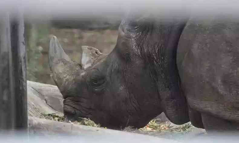 Rinoceronte Luna, animal mais antigo do Zoolgico de BH