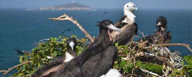 Projeto estuda aves que habitam ilhas do Rio de Janeiro(foto: Fernando Moraes/Divulgao )