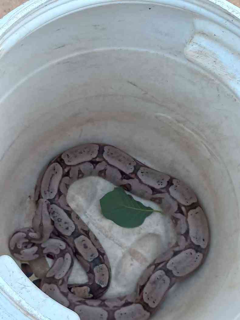 Corpo de Bombeiros resgata serpente cascavel em Choró