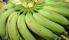 Fibra presente na banana  e na batata ameniza a gordura no fgado
