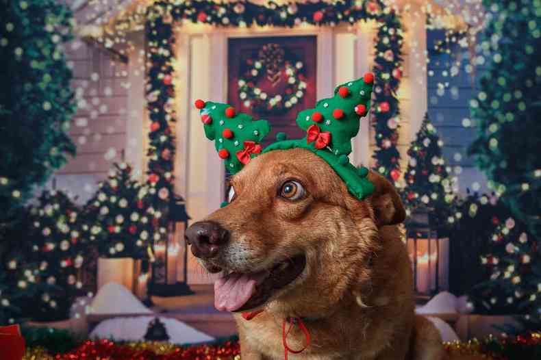 Cão Caramelo, em ensaio de Natal feita pela Vale para incentivar a adoção dos animais afetados pelo desastre em Brumadinho