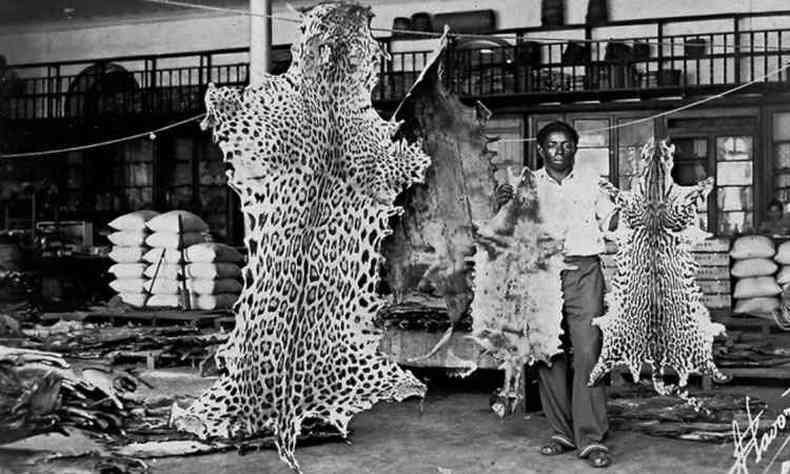 Prática ilegal de exploração dos recursos da Amazônia vem da década de 60, como mostra a imagem com a venda de peles no Mercado de Manaus.(foto: IBGE)