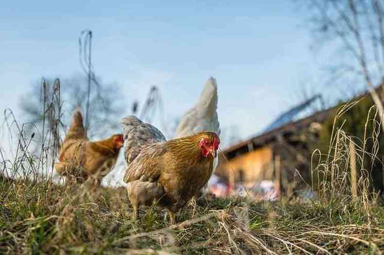 Galinhas soltas em rea verde