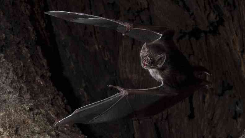 Morcegos-vampiros so os nicos mamferos que se alimentam inteiramente de sangue(foto: PA Media)
