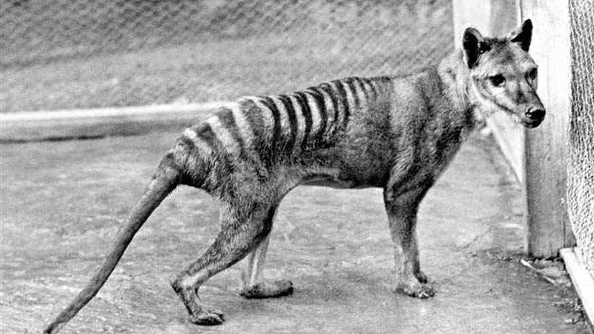 Extinto desde 1930, tigre-da-Tasmânia pode ter sido encontrado na Austrália  - Internacional - Estado de Minas