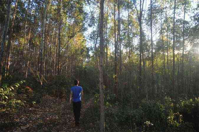 Onde deveria haver rvores nativas, eucaliptos cercam a nascente do Santo Antnio(foto: Leandro Couri/EM/DA Press)