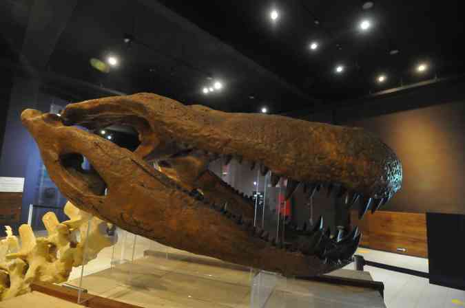 O Museu de Cincias Naturais da PUC Minas vai exibir o processo de montagem da rplica do fssil do maior jacar que j andou pelo planeta, o Purussaurus. Os visitantes podem ver o 'Colosso', de 13,5 metros, tomar forma no hall de entrada do museu, no Corao EucarsticoAlexandre Guzanshe/EM/D.A Press