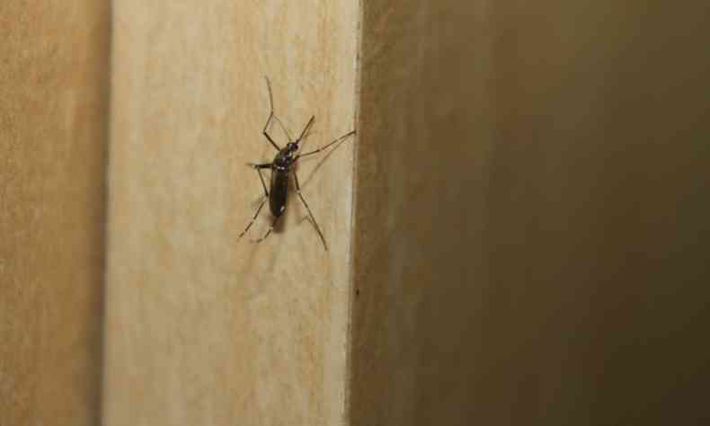 Picada do Aedes aegypti pode transmitir vrus de dengue, zika e chikungunya (foto: Pixabay)