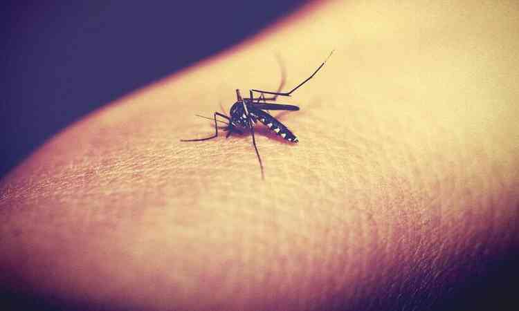 mosquito na dengue pousado em um dedo