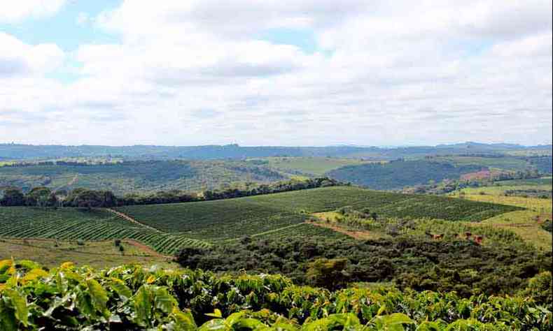 O Brasil se consolida cada vez mais como um produtor de caf de qualidade elevada(foto: Marcos Vieira/EM/D.A Press)