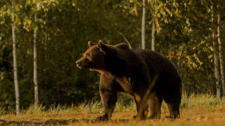 Arthur era o maior urso da Romnia e provavelmente de toda a Unio Europeia