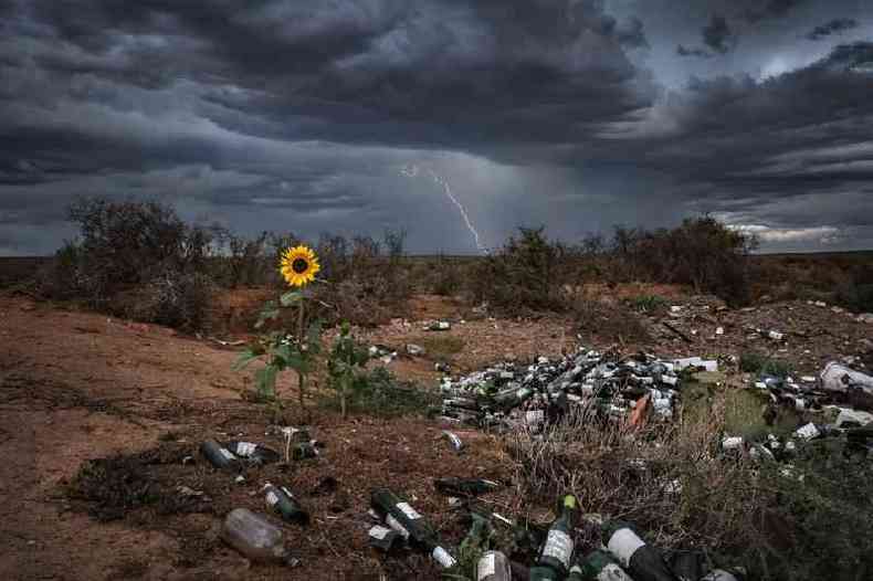 Uma tempestade passa sobre um girassol em um depsito de lixo na frica do Sul